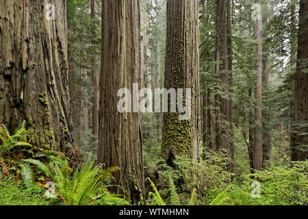 CA 03529-00 ... Kalifornien - Redwood Forest von Cal Barrel Road im Prairie Creek Redwoods State Park, Teil der Redwoods National- und Staatsparks. Stockfoto