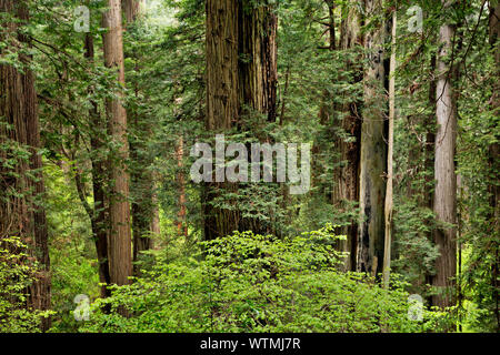 CA 03531-00 ... Kalifornien - Redwood Forest von Cal Barrel Road im Prairie Creek Redwoods State Park, Teil der Redwoods National- und Staatsparks. Stockfoto