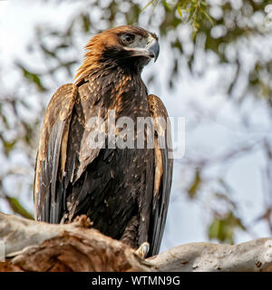 Wedge-tailed eagle, Woodlands Historic Park, Greenvale, Victoria Stockfoto