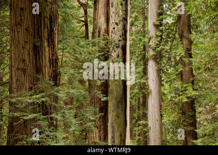 CA 03540-00 ... Kalifornien - Redwood Forest, inklusive einer sehr alten Baum durch Feuer von Cal Barrel Road im Prairie Creek Redwoods State Park gesehen getötet wurden, Stockfoto