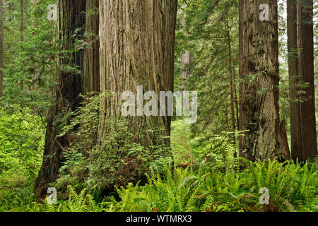 CA 03541-00 ... Kalifornien - Redwood Forest entlang der Prairie Creek Trail im Prairie Creek Redwoods State Park, Teil der Redwoods Nationale und staatliche P Stockfoto