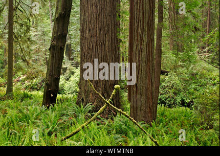 CA 03544-00 ... Kalifornien - Redwood Forest entlang der Prairie Creek Trail im Prairie Creek Redwoods State Park, Teil der Redwoods Nationale und staatliche P Stockfoto