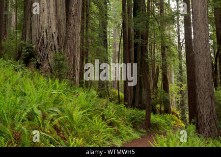 CA 03547-00 ... Kalifornien - Redwood Forest entlang der Prairie Creek Trail im Prairie Creek Redwoods State Park, Teil der Redwoods Nationale und staatliche P Stockfoto