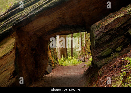 CA 03548-00 ... Kalifornien - Massive Redwood log mit einem Tunnel durch es auf der Spur geschnitzt durch den Wald im Prairie Creek Redwoods State Park; Teil Stockfoto