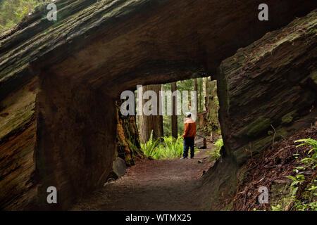 CA 03549-00 ... Kalifornien - Massive Redwood log mit einem Tunnel durch es auf der Spur geschnitzt durch den Wald im Prairie Creek Redwoods State Park; Teil Stockfoto