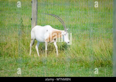 Scimitar-Horned Oryx in der Wiese. Oryx dammah ist ursprünglich aus Nordafrika, hat aber in der Wildnis ausgestorben seit den 1980er Jahren. Hohes Gras, Fenc Stockfoto