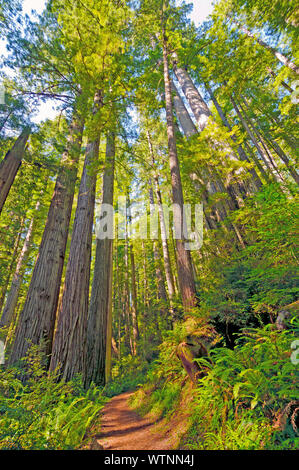 Schattigen Weg durch den Redwoods in Redwood National Park Stockfoto