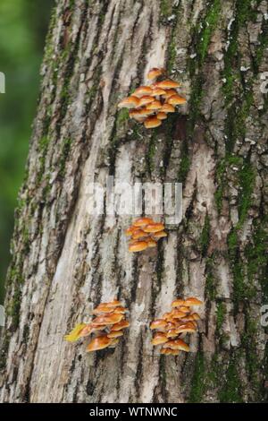 Pilze wachsen auf Baum Stockfoto