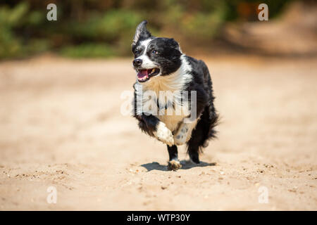 Portrait eines laufenden Border Collie Hund Stockfoto