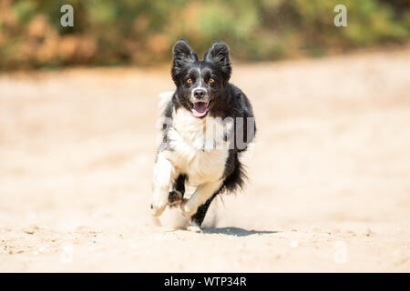 Portrait eines laufenden Border Collie Hund Stockfoto