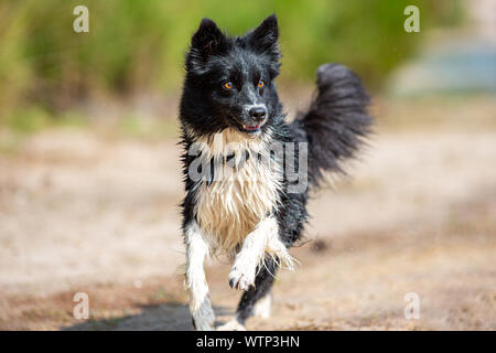 Portrait eines laufenden Border Collie Hund Stockfoto