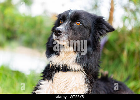 Portrait eines Border Collie Hund in der Natur Stockfoto