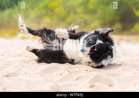 Portrait eines Border Collie Hund in der Natur Stockfoto