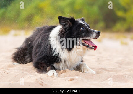 Portrait eines Border Collie Hund in der Natur Stockfoto