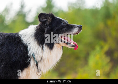 Portrait eines Border Collie Hund in der Natur Stockfoto