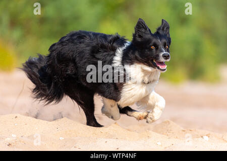 Portrait eines laufenden Border Collie Hund Stockfoto