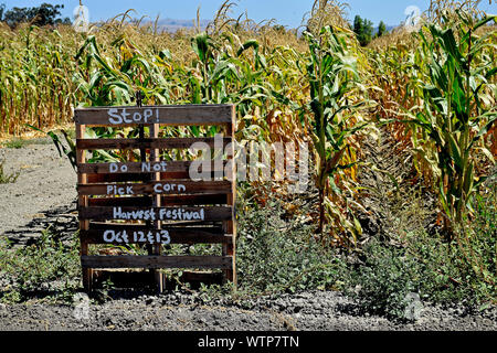 Stoppen Sie nicht aus Mais Zeichen vor einem Maisfeld bei Ardenwood Historic Farm, Fremont, Kalifornien Stockfoto