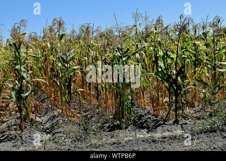 Mais Feld an Ardenwood Historic Farm, Fremont, Kalifornien Stockfoto