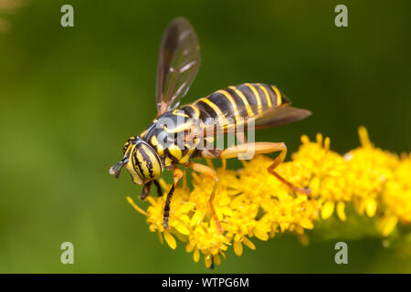 Eine Syrphid Fliegen (Spilomyia longicornis) Nahrungssuche auf einem goldrute Blume. Diese Fliegen imitiert eine Wespe oder yellowjacket. Stockfoto