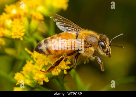 Eine westliche Honigbiene (Apis mellifera) Grünfutter für Nektar auf einem goldrute Blume. Stockfoto