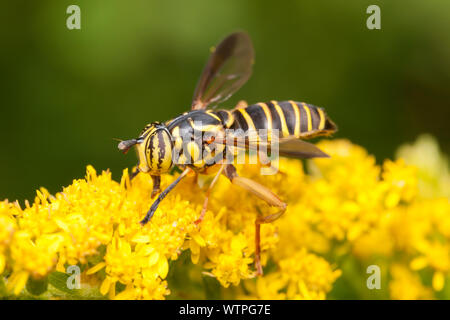 Eine Syrphid Fliegen (Spilomyia longicornis) Nahrungssuche auf einem goldrute Blume. Diese Fliegen imitiert eine Wespe oder yellowjacket. Stockfoto