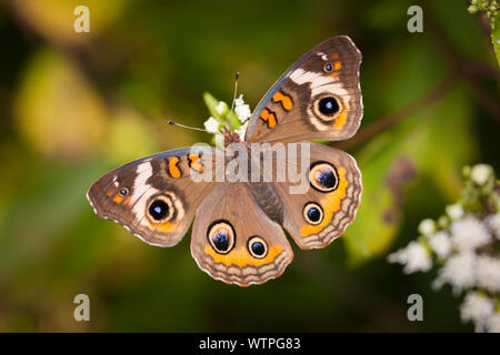 Gemeinsame Roßkastanie (Junonia coenia) Stockfoto