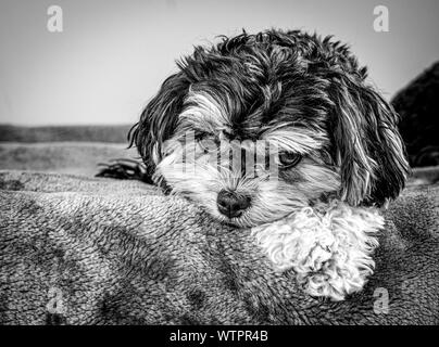 Cockapoo Hund eine niedliche schwarze und weiße Cockapoo (cavoodle) Welpen, diese Hunde haben einen süßen Natur und sind ideale Begleiter- oder Begleithunde Stockfoto