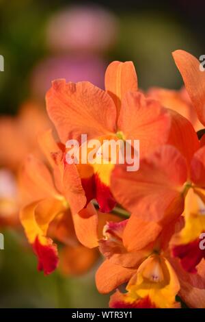 Schöne orange orchid Nahaufnahme Stockfoto