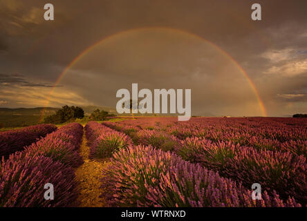 Nach dem Sturm ein Regenbogen über dem Lavendel in der Provence, Frankreich und in den französischen Alpen erschienen. Lila Zeilen von Lavendel und stürmischen Wolken in der Nähe von Sisteron Stockfoto