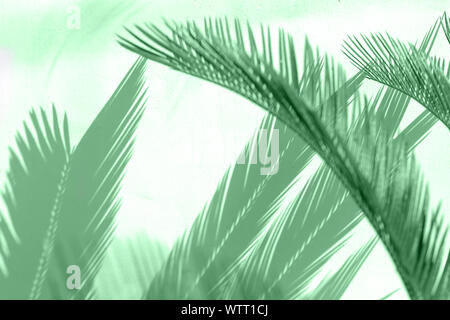 Von tropischen Palmen Blätter mit Schatten auf mint Farbe texturierte Wand Hintergrund. Trendige Konzept. Stockfoto