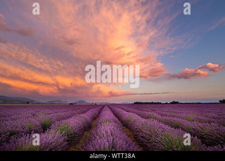 Schönen Sonnenuntergang mit brillanten farbigen Wolken über die Zeilen von Lavendel in der Provence, Frankreich in der Nähe von Valensole. Nach einem Sturm die Wolken rosa gedreht. Stockfoto