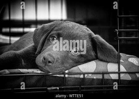 Mein neues Haustier Labrador Welpen in einem legte sich in ihr neues Zuhause Süße Stockfoto