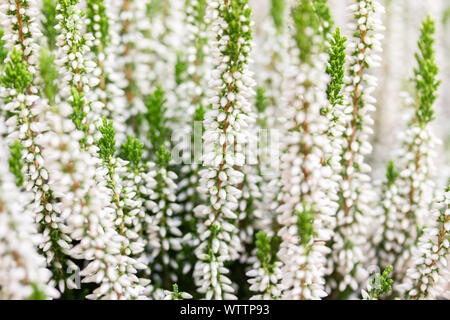 Die weißen Blüten der blühenden Heidekraut vulgaris. Schöne Büsche mit kleinen Blumen, Blüten Heidekraut Calluna Hintergrundbild horizontale Postkarte Stockfoto