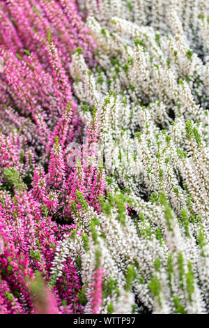 Blühende Heidekraut vulgaris, vertikal. Mehrfarbige Zweige mit rosa weiß kleine Blumen. Blossom Heidekraut Calluna Hintergrund Postkarte Stockfoto