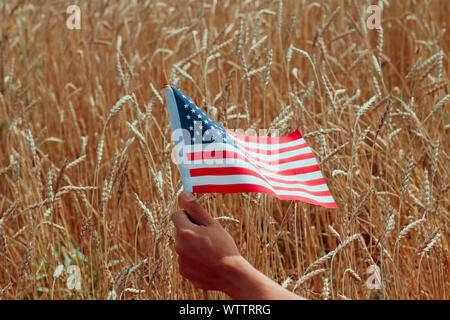 Männliche Hand, die USA-Flagge auf dem Hintergrund der goldenen Ähren in einer Landschaft Stockfoto