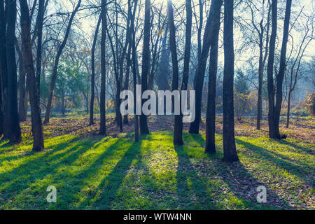 Bäume im Nebel sonnenbeschienenen Park am Morgen Stockfoto