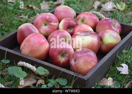 Rote Äpfel in den hölzernen Behälter auf den Boden bei der Ernte Stockfoto