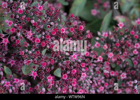 Hylotelephium Ruby Glow, Sedum Ruby Glow. Rot rosa Blüten. Sedum cauticola 'Robustum' Stockfoto