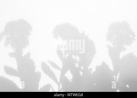Graue Schatten von Blumen auf eine weiße Wand. Abstrakten neutralen Charakter Konzept Hintergrund. Unscharfe, defokussiert. Overlay für Foto. Stockfoto