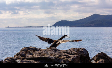 Double-Crested Cormorant in Ibiza Mittelmeer fliegen Stockfoto