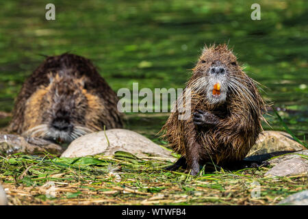 Nutrias, Nutria Myocastor, auch als Fluss Ratte oder nutria genannt, ist eine große, Pflanzenfresser, semiaquatic Nagetier und nur Mitglied der Familie Myocastoridae. Stockfoto