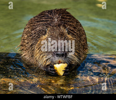 Nutrias, Nutria Myocastor, auch als Fluss Ratte oder nutria genannt, ist eine große, Pflanzenfresser, semiaquatic Nagetier und nur Mitglied der Familie Myocastoridae. Stockfoto