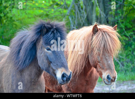 Zwei schöne Islandpferde spielen miteinander, in der Nähe von jedem anderen ständigen Stockfoto