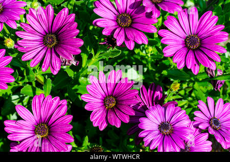 Floral background von dunkel rosa Osteospermum Blumen. Stockfoto