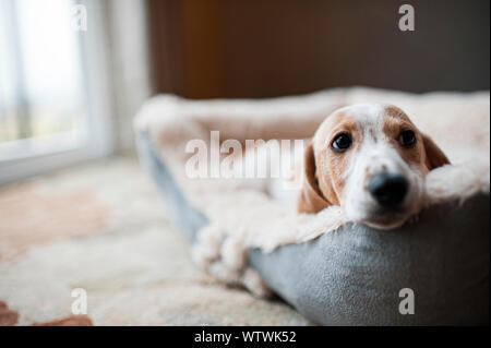 Wiener Welpe Hund Bett zu Hause zur Festlegung Stockfoto