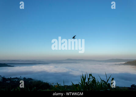 Vogel und Morgennebel im Khao Kho, Phetchabun in Thailand. Stockfoto