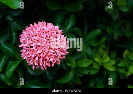 Schöne runde Form blüht rosa ixora oder West Indian Jasmin, tropische Pflanze Stockfoto