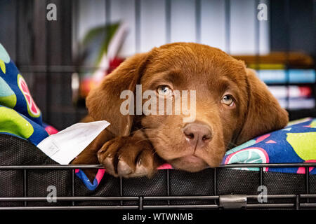 Ein niedliches Bild von meinem neuen chocolate Labrador Einschlafen in Ihrem neuen Zuhause an Ihrem ersten Tag home Stockfoto