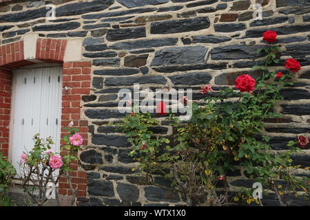 Altmodische Felsen und Steine Wand mit Büschen von bunten Rosen in Frankreich Stockfoto