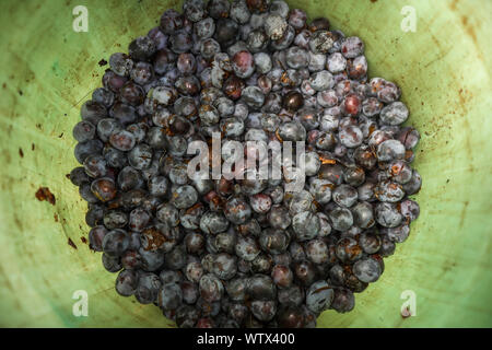 Reife Pflaumen, das in einer Plastiktüte grüne Faß zu gären lassen Hand zu produzieren starke Alkohol (moonshine oder Pflaumenschnaps) Stockfoto